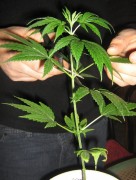vegetal vegetal